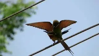 Weirdest: Blue-tailed beeeaters Mating after the Allofeeding