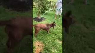 Siddalee enjoying the hose