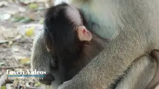 Looks lovely mother monkey breastfeeding to baby #0097