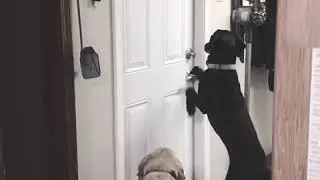 Mastador Opens Door All By Herself!