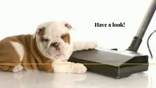 Pet Owners: How to Keep Your Home Spotless?