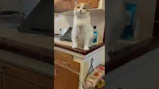 Cat Swipes At Hand