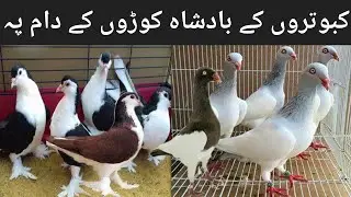 Kala shirazi kabootar lahori sherazi kabootar lal shirazi kabootar multani sherazi kabootar Price
