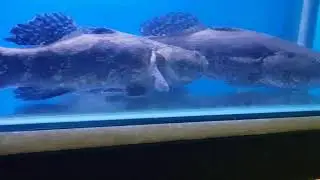 FIGHTING MARBLE GOBY. SOON HOCK (1)