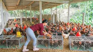 Buying Over 100 Chickens and Crates of Eggs, Trucks Transport Poultry From Farm to Market Daily