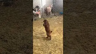 Leave the Little Goat Alone! It&rsquo;s Too Cute #cutefarmanimal #animals #cute