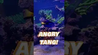 Why Is This Blue Tang So MAD?! #brstv