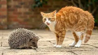 Collection of funny and hilarious cat videos 😹 Laughing is losing 🤣 The funniest cat videos 😂