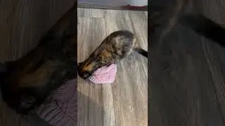 Why do I still buy cat toys?