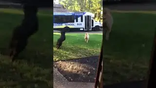 Dogs Excited to Ride the Doggie School Bus || ViralHog