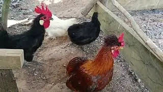 Nascimento raro na criação 