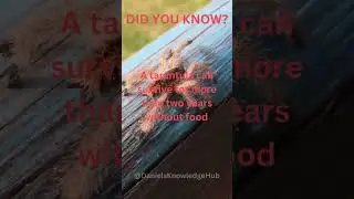 How Long Can a Tarantula Live Without Food? | Incredible Facts about Spiders #shorts #facts #animals