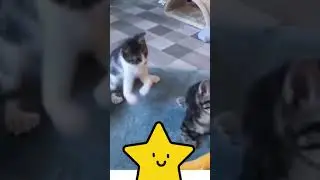 Cute kitten | Cute cat video | Meme | aww animals | Cute lands | Meowing | Funny Kittens #Pets