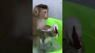 Monkey LyLy bathes Gao's chick #shorts #monkey #youtubeshorts #animals #viral #petmonkey