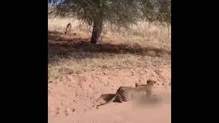 Leopard hunting video | Leopard's hunting skills | dangerous animals |