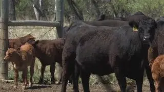 China lifts ban on U.S. beef exports