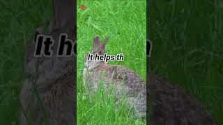 Rabbits have 360-degree view @rtfactss #facts #rabbit #animals #history