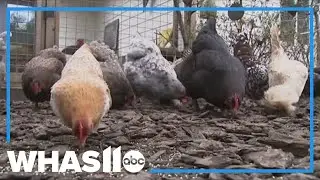 Bird Flu spreads to Southern Indiana counties