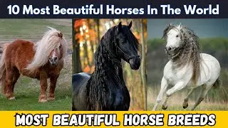 Top 10 Most Stunning Horse Breeds You Must See