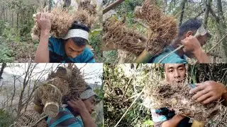 Bamboo farming