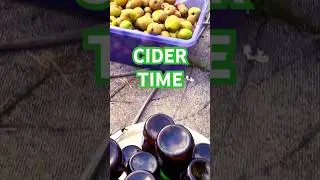 Cider Time #scrumpy