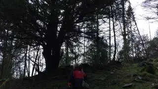 Great Knott Wood Talking Tree