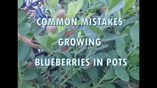 Common mistakes growing blueberries in pots