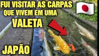 VISITEI AS CARPAS QUE VIVEM EM UMA VALETA AO LADO DE UMA VIA PÚBLICA NO JAPÃO