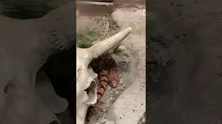 Texas Bull Snake