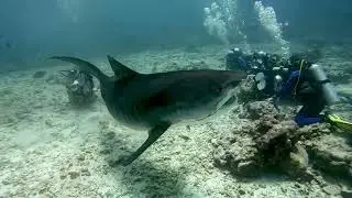 TIGER SHARK FEEDING!