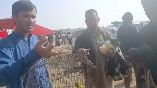 Kalar Saydan Birds Market 24th November 2025