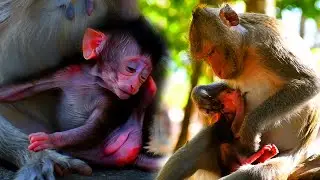 Very love just newborn baby monkey, Mom Really Love A Little Baby | Wild Trip