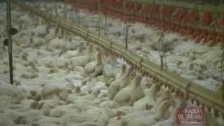 Arkansas Farm Bureau - Poultry House Lighting Advances