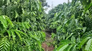 Vườn cà phê xanh lùn trồng một hố hai cây đẹp như mơ năng suất vượt trội tại Gia Lai /ANDTK