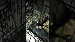 юнот