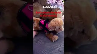 ESSA tips! | more.than.t0ys | #fypシ#shorts#essa#plush#tips#advice#emotionalsupportstuffedanimal#dog