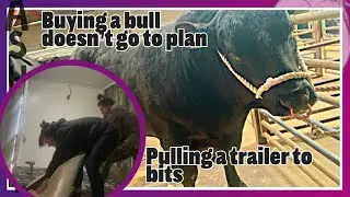 Buying a bull doesn&rsquo;t go to plan - pulling the trailer to bits