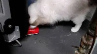 Ragdoll Kittens Try Pure Bites Freeze Dried Cat Treats - ねこ - ラグドール -- Floppycats