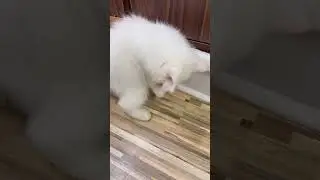 white Persian cat, Persian cat, Persian kitten, kitten play, Playing cat, cat play with ball #short