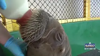 Rescued Alaska walrus stars in PBS Nature season premiere
