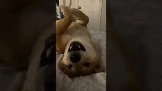 Silly Shiba Inu Doggo Makes Funny Face 😂