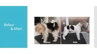 WELCOME to Temecula Pet Salon & Spa!