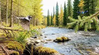 Temperate Forest Ambience: Birds, River flowing & Dragonfly Sounds  Relaxing Nature