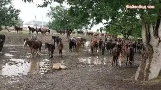 Horse video Лошадь  и  😳😳🐎🐎