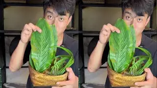 这是一道哈尼族的特色美食 猪血旺#我的乡村生活 #我的乡村生活 #农村美食记录生活