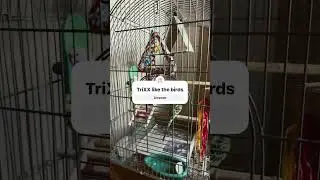 TriXX like the birds? #trixx#foryourpageシ#birda#music