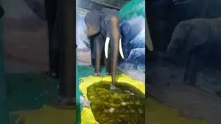 Elephant in Exhibition! #hathi #hathiraja #short #ytshorts #trending #ytshort #viral #anime #best