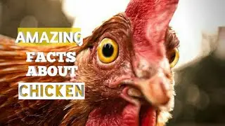 The small book of chicken's history| Amazing facts