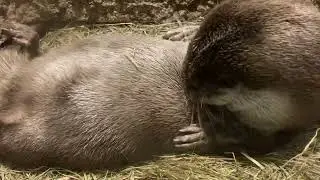 European Otter Lutra lutra Fischotter Grooming  in its Holt. Zoo Salzburg Anif Austria