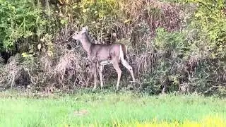3/5 1 Deer ~ Cleveland, Ohio, Lake Erie, Up North | Northeast | Midwest, United States ~ 8:15 AM.